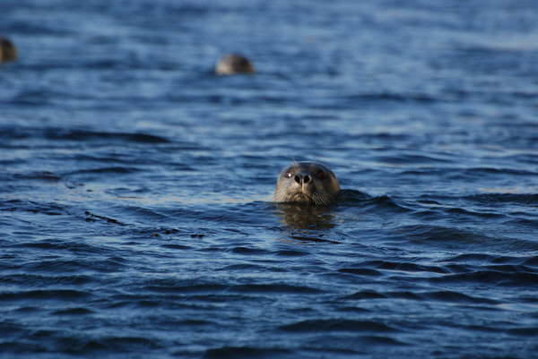 Harbour Seals