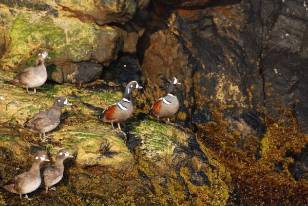 Harlequin Duck