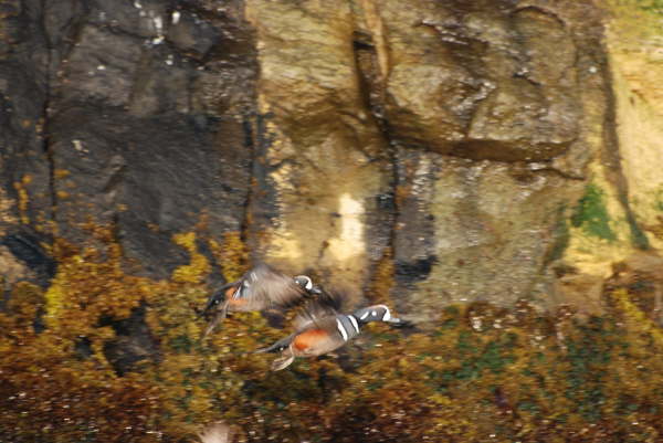Harlequin Duck