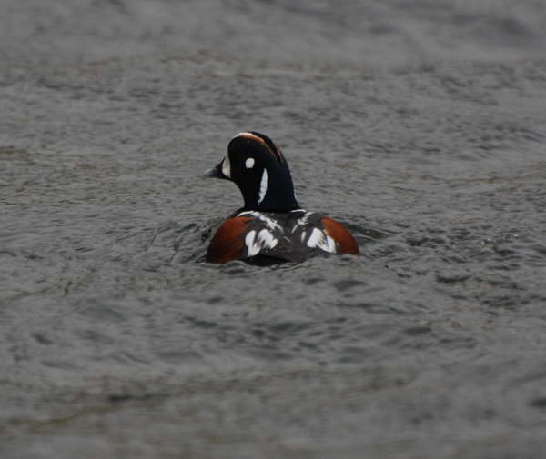 Harlequin Duck
