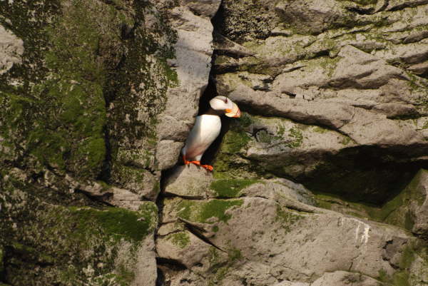 Horned Puffin
