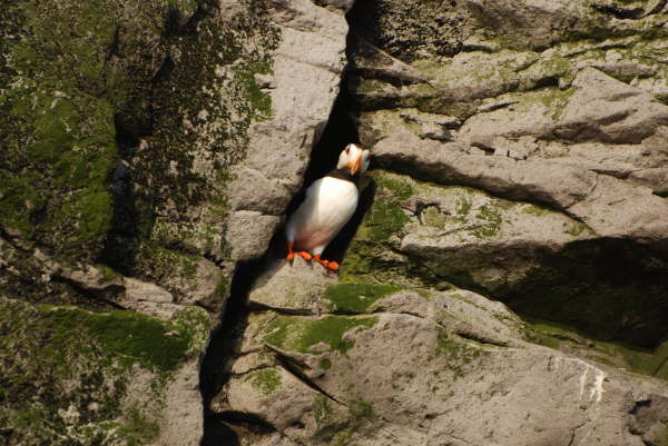 Horned Puffin