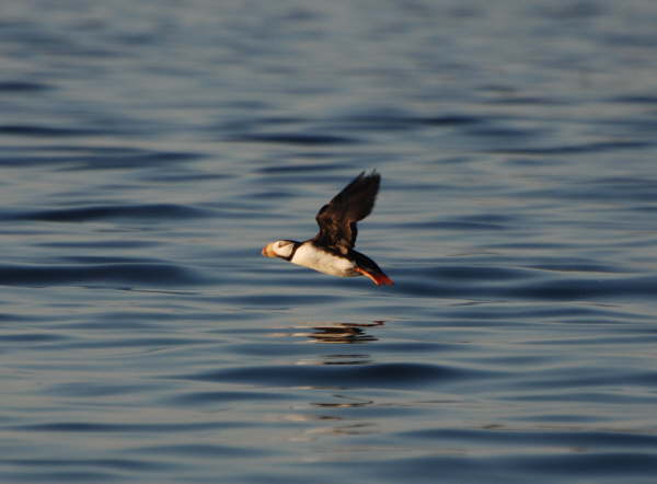 Horned Puffin