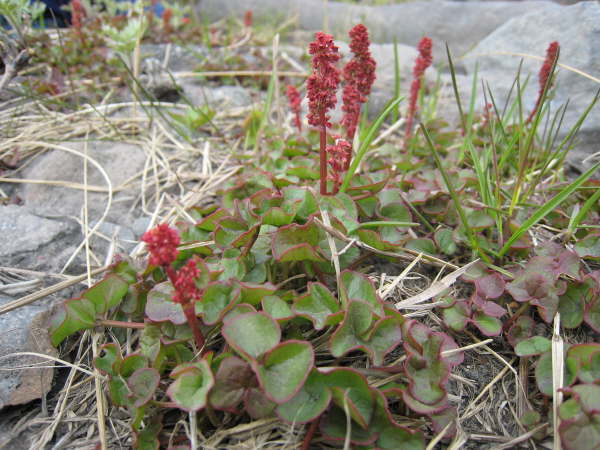 Sorrel sp.