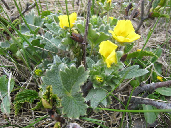 Potentilla sp.