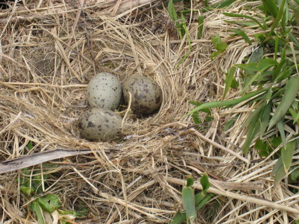 Kuril Islands - Ostrov Ekarma 