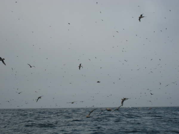 Kuril Islands - Ostrov Ekarma