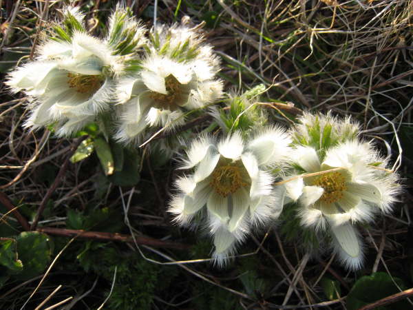 Pasque flower