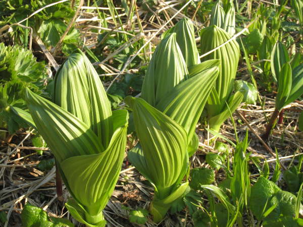 Veratrum sp.