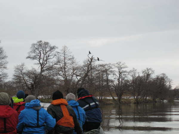 Zhupanov River - Stellar's sea eagles