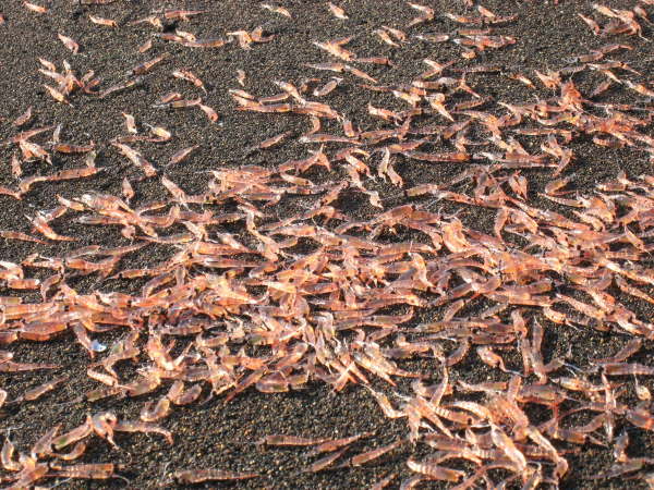 Kuril Islands - Ostrov Urup