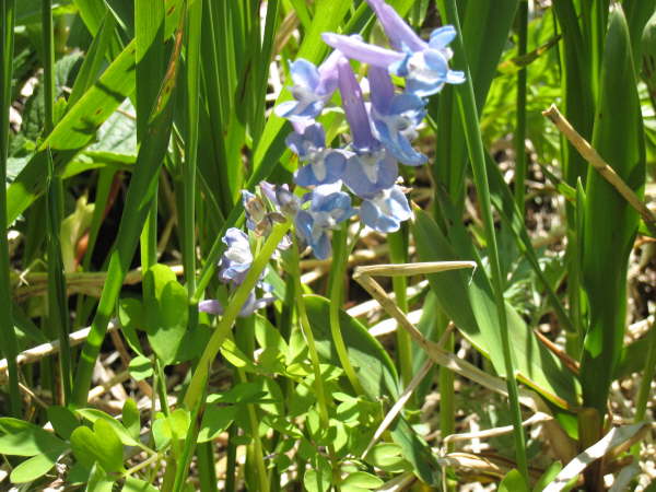 Corydalis sp.