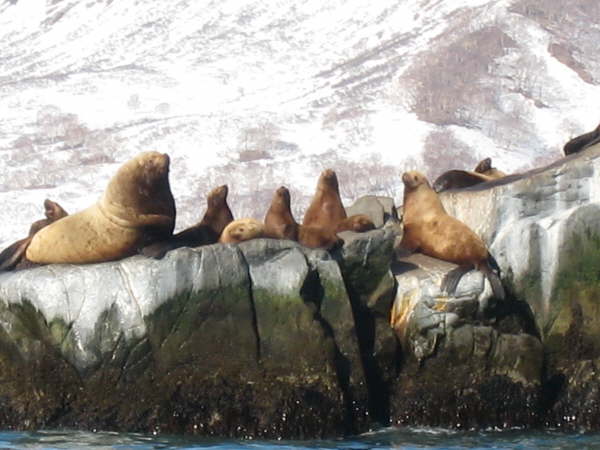 Stellar's Sea Lions