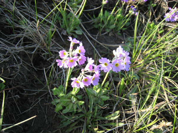 Primula sp.