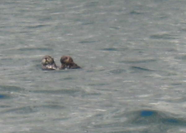 Sea Otters