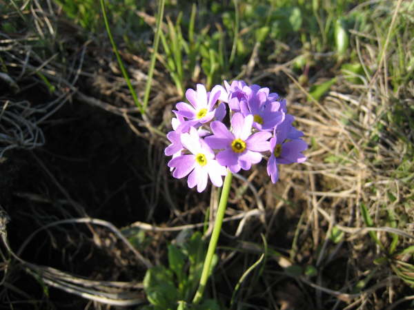 Primula sp.