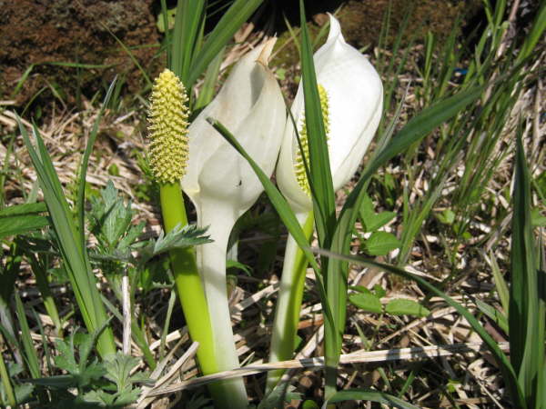 Skunk Cabbage