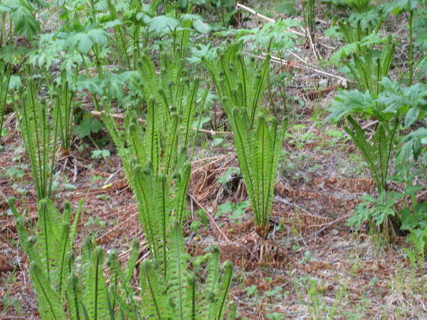 Ferns