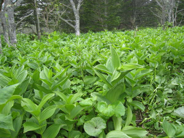 Forest floor on Kunashir