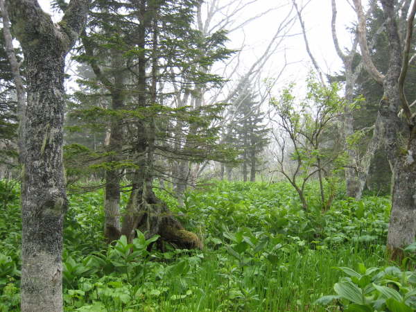 Forest floor on Kunashir