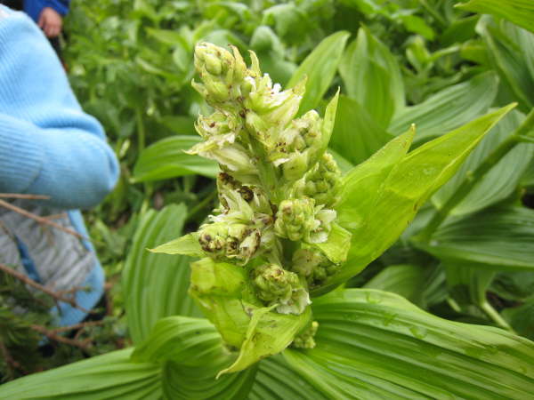 Veratrum sp.