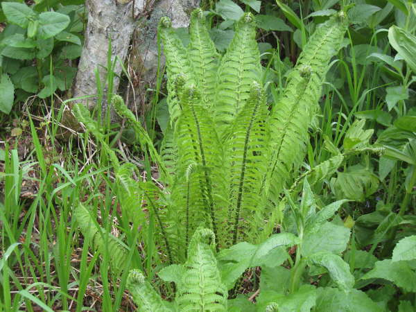 Fern