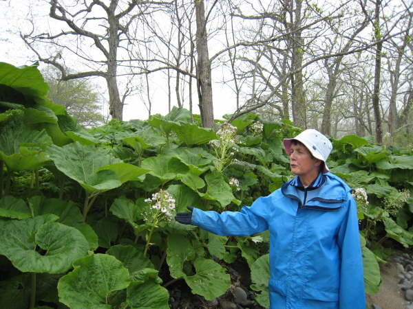 Forest floor on Kunashir
