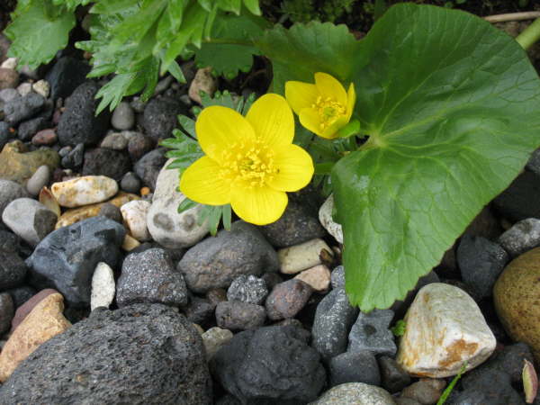 Marsh Marigold