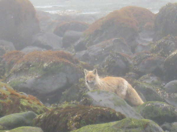 Red Fox on the Beach