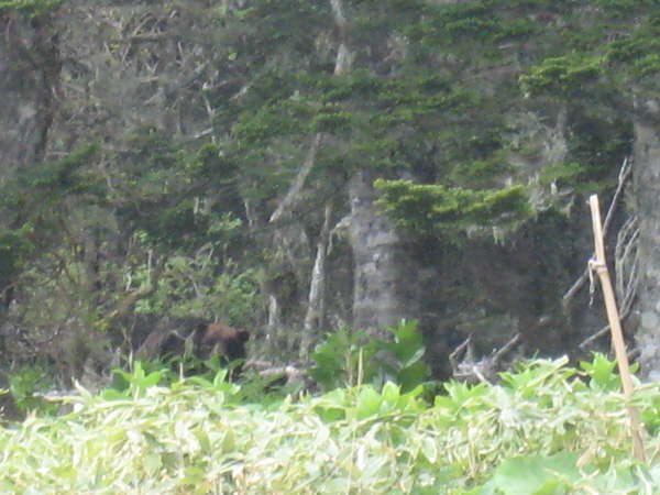 Peter's photo of the bears