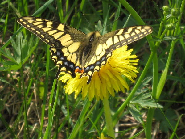 Swallowtail Butterfly