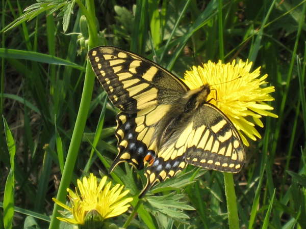 Swallowtail Butterfly
