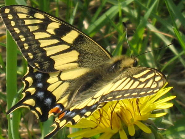 Swallowtail butterfly