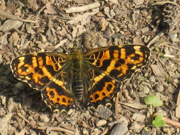 Mapp Butterfly