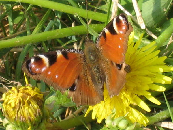 Peacock Butterfly