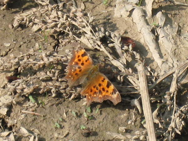 Comma