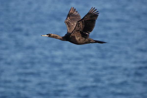 Japanese Cormorant