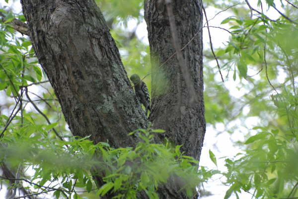 Japanese Pygmy Woodpecker 