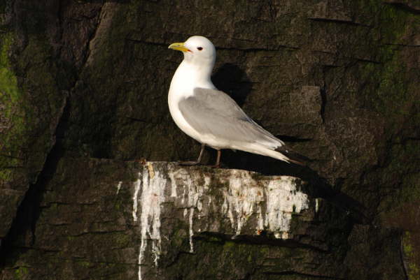 Kittiwake