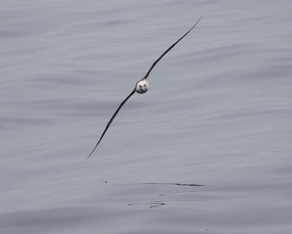 Laysan Albatross