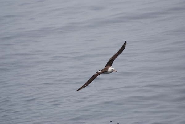 Laysan Albatross