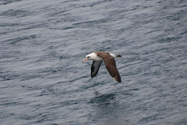 Laysan Albatross