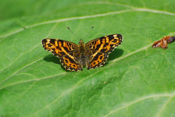 Mapp Butterfly