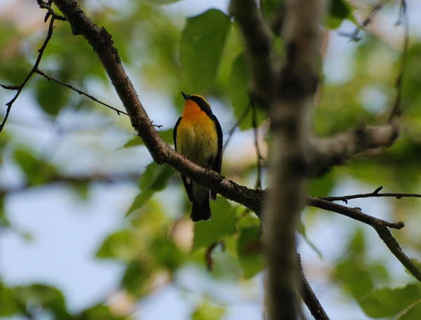 Narcissus Flycatcher