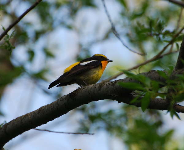 Narcissus Flycatcher