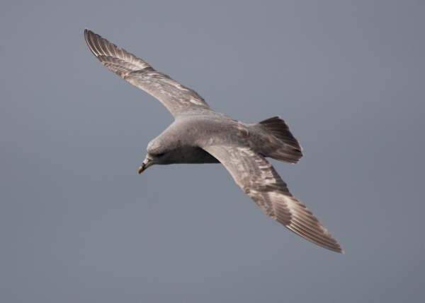 Northern Fulmar 