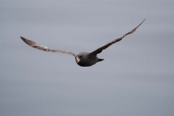 Northern Fulmar 