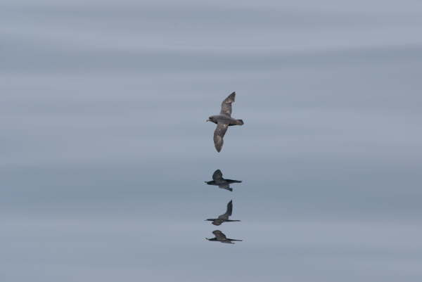 Northern Fulmar