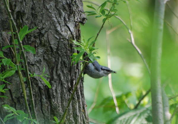 Nuthatch