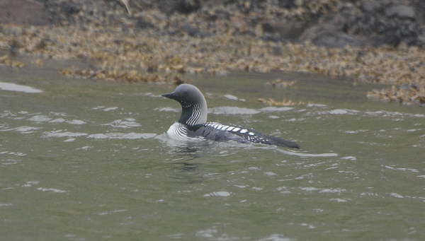 Pacific Diver 
